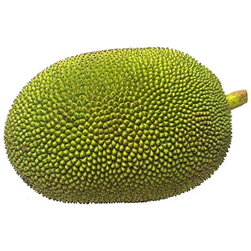 Baby Jack fruit