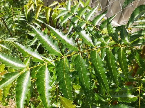 Fresh Neem Leaves 10g (Aryaveppu, Aruveppu, Kaippanyeppu) (Neem Patti) (Vepaku)