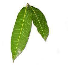 Mango Leaves (5 Leaves)